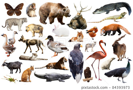 animal collection asia 84393973