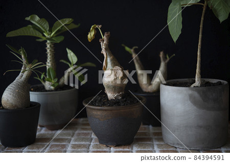 Popular Codex (Winsory, Grachyris, Ficus, Inopinatum, Kifostemma) 84394591