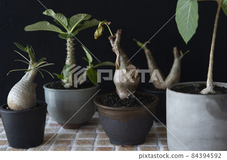 Popular Codex (Winsory, Grachyris, Ficus, Inopinatum, Kifostemma) 84394592