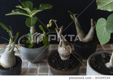 流行手抄本（Winsory、Grachyris、Ficus、Inopinatum、Kifostemma） 84394594