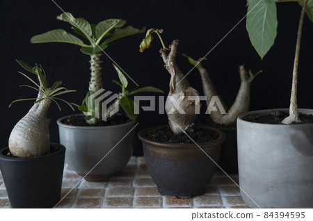 Popular Codex (Winsory, Grachyris, Ficus, Inopinatum, Kifostemma) 84394595
