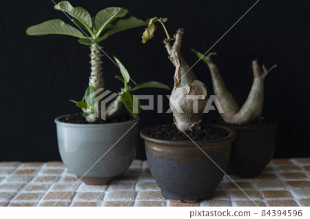 Kifostemma Betiforme, Winsory, Inopinatum Kifostemma Betiforme, Winsory, Inopinatum 84394596