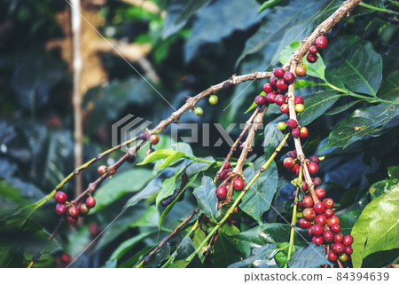 Ripe Red coffee bean berry plant fresh seed coffee tree growth in green eco organic farm. Close up red ripe seed robusta arabica berries harvest for  coffee garden. Fresh coffee bean green leaf bush 84394639