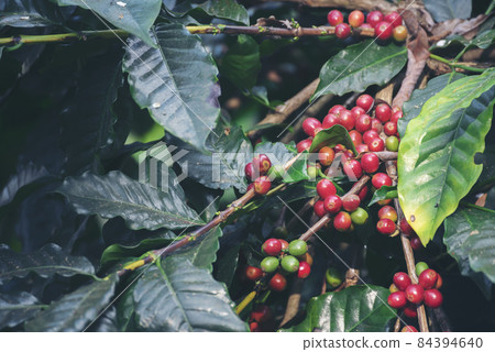 Ripe Red coffee bean berry plant fresh seed coffee tree growth in green eco organic farm. Close up red ripe seed robusta arabica berries harvest for  coffee garden. Fresh coffee bean green leaf bush 84394640
