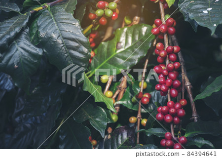 Ripe Red coffee bean berry plant fresh seed coffee tree growth in green eco organic farm. Close up red ripe seed robusta arabica berries harvest for  coffee garden. Fresh coffee bean green leaf bush 84394641