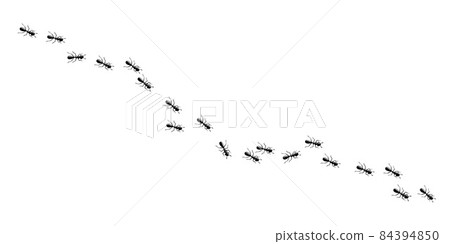 Ants marching in trail. Ant path isolated in white background. Vector illustration Ants marching in trail. Ant path isolated in white background. Vector illustration 84394850