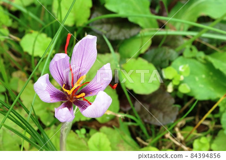 藏紅花開始盛開 藏紅花開始盛開 84394856