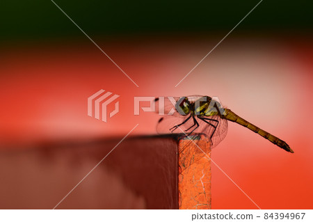 Red dragonfly perching on the red balustrade Red dragonfly perching on the red balustrade 84394967