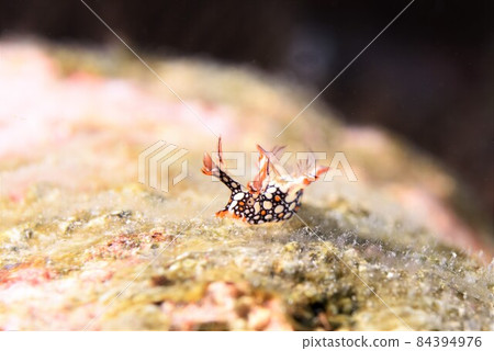 石垣島海蛞蝓 Nudibranch Part ⑫ 石垣島海蛞蝓 Nudibranch Part ⑫ 84394976