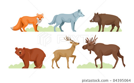 Woodland forest animals. Cute wild forest animals deer, wolf, brown bear, common fox, badger, sable, chipmunk, ussuri tiger, rabbit, hare, elk, wild boar, squirrel Woodland forest animals. Cute wild forest animals deer, wolf, brown bear, common fox, badger, sable, chipmunk, ussuri tiger, rabbit, hare, elk, wild boar, squirrel 84395064