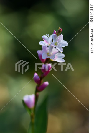 Sakura Tade, whose flower color resembles cherry blossoms, has larger flowers in the Tade. 84395317