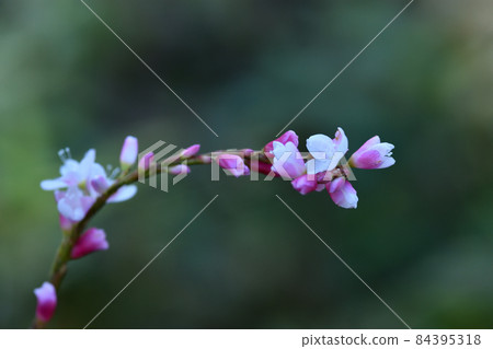 Sakura Tade, whose flower color resembles cherry blossoms, has larger flowers in the Tade. 84395318