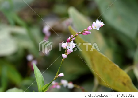 Sakura Tade, whose flower color resembles cherry blossoms, has larger flowers in the Tade. 84395322