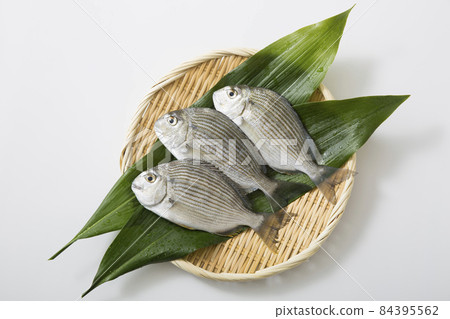 河帶河帶鮮魚 河帶河帶鮮魚 84395562