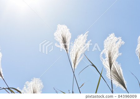 Ears of Ogi that shine in silver in the sunlight and sway in the wind 84396009