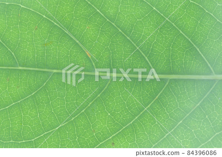 Leaves and veins of the vine, Uncaria rhynchophylla Leaves and veins of the vine, Uncaria rhynchophylla 84396086