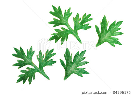 艾蒿 艾蒿 84396175