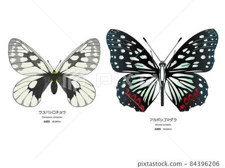 Parnassius glacialis 和 Hestina assimilis 84396206