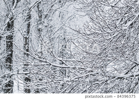 Snowing landscape, winter holiday concept - Fairytale fluffy snow-covered trees branches, nature scenery with white snow and cold weather. Snowfall in winter park. Soft focus 84396375