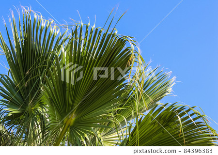 Palm leaves on blue sky background in summertime. Summer holiday and tropical nature concept. Palm leaves on blue sky background in summertime. Summer holiday and tropical nature concept. 84396383