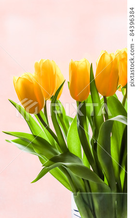 Bouquet of yellow tulips lit by sunlight on a pink background. Perfect for greeting card. Bouquet of yellow tulips lit by sunlight on a pink background. Perfect for greeting card. 84396384
