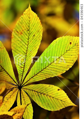 野木駒根高原鮮豔的紅葉 野木駒根高原鮮豔的紅葉 84396463