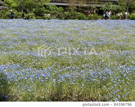 View of blue flower field 84396796