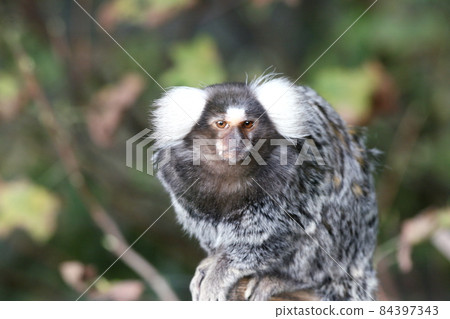 Common Marmoset  (Callithrix jacchus) 84397343