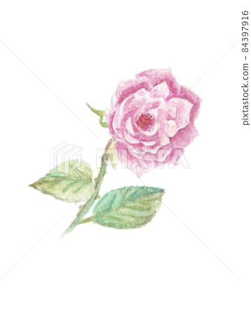 Watercolor illustration material: Pink rose flower 84397916