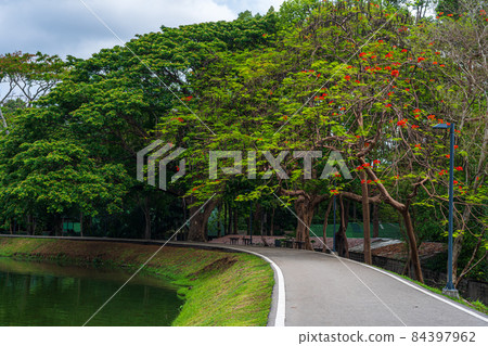 road landscape view and tropical red flowers Royal Poinciana in Ang Kaew Chiang Mai University Forested Mountain blue sky background with white clouds, Nature Road in mountain forest. 84397962