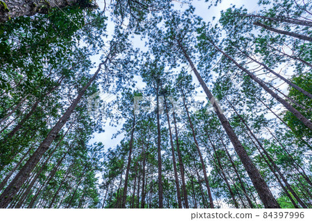 Beautiful larch forest summer with different trees,pine forest green on the mountain on nature trail with blue sky with white cloud. Beautiful larch forest summer with different trees,pine forest green on the mountain on nature trail with blue sky with white cloud. 84397996