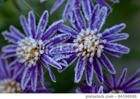 霜花 霜花 84398098