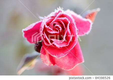Frost rose Frost rose 84398526