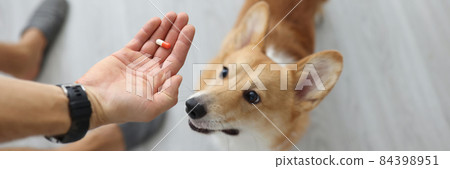 Owner hands medical capsule to small dog Owner hands medical capsule to small dog 84398951