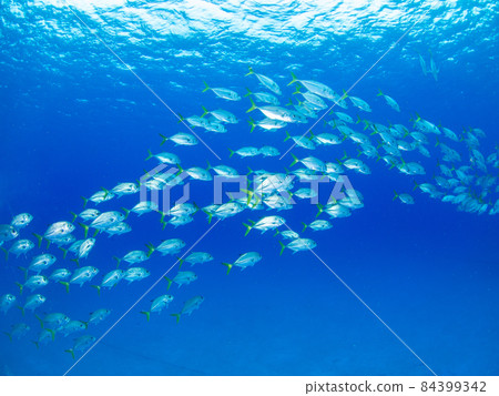 Herd of Horse Eye Jacks (Grand Cayman, Cayman Islands) 84399342