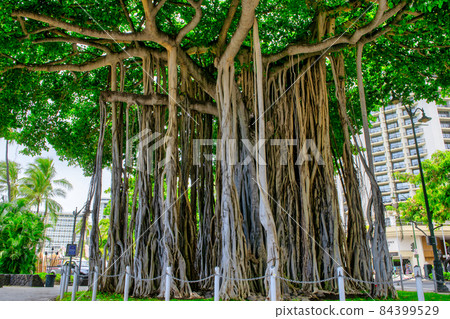Hawaii Oahu Waikiki Beach Banyan Tree Hawaii Oahu Waikiki Beach Banyan Tree 84399529