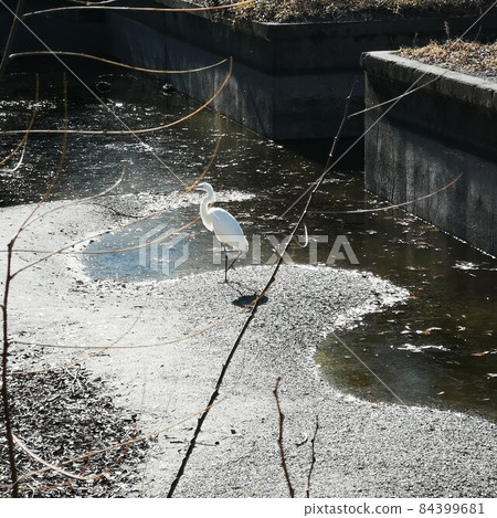 Heron wild bird 84399681