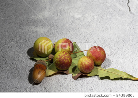 Oak apples on the underside of an oak leaf. painful growth on oak leaves containing tannic acid Oak apples on the underside of an oak leaf. painful growth on oak leaves containing tannic acid 84399803