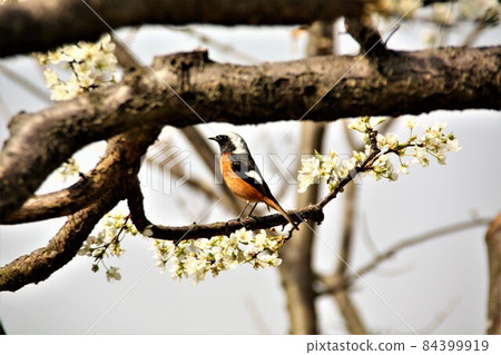 Joubidaki looking at something on a plum blossoming branch 84399919