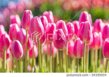 "Enoshima" Winter Tulips Fujisawa City, Kanagawa Prefecture "Enoshima" Winter Tulips Fujisawa City, Kanagawa Prefecture 84399934