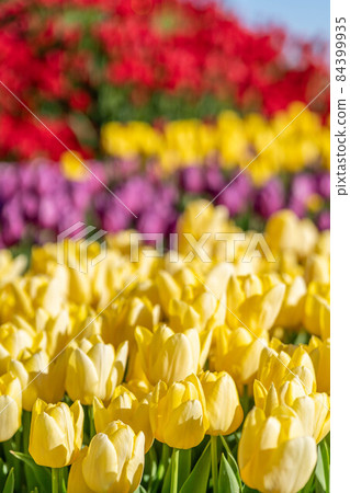 "Enoshima" Winter Tulips Fujisawa City, Kanagawa Prefecture "Enoshima" Winter Tulips Fujisawa City, Kanagawa Prefecture 84399935