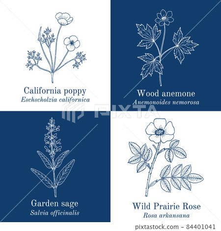 Set of edible and medicinal plants Set of edible and medicinal plants 84401041