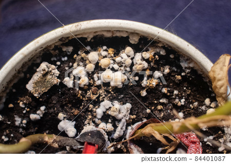 Pot with a flower covered with mold. High humidity in the soil of a home plant. Close-up of white spores of the fungus. Too much water and improper watering of the plants. Pieces of mold and mildew 84401087