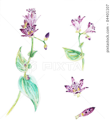 Watercolor illustration material: Japanese toad lily flower characterized by dark purple spots 84401107