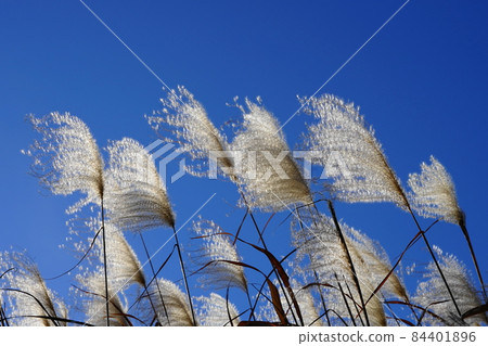 November Inagi 556 Japanese pampas grass (white spikes fluttering in the wind), Gramineae November Inagi 556 Japanese pampas grass (white spikes fluttering in the wind), Gramineae 84401896