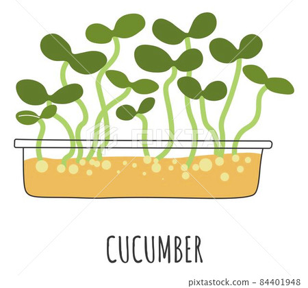 Cucumber microgreen leaves and plant stems vector 84401948