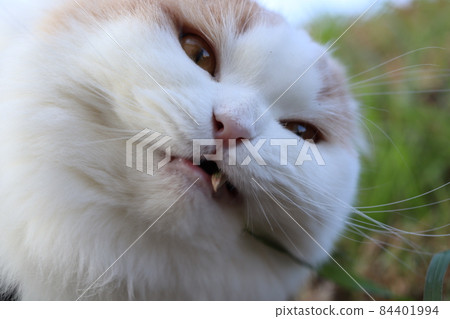 Laughing cat carnivore 84401994