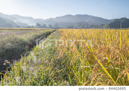 Rice on the farm road 84402695