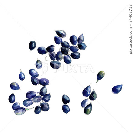 Coix seeds [Watercolor illustration] Material White background Transparent background Copy space available 84402718
