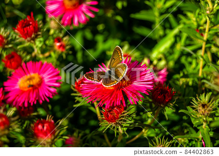 Photography to theme beautiful black butterfly Monarch Photography to theme beautiful black butterfly Monarch 84402863